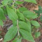 Vaccinium angustifolium Blad