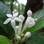 Psychotria pancheri Blüte