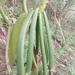 Vanilla planifolia Fruit