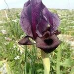 Iris haynei Blodyn