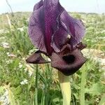 Iris haynei Flor