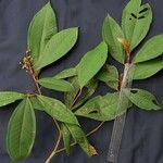 Miconia punctata Arall