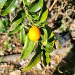 Citrus japonica ഫലം