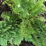 Adiantum raddianum Leaf