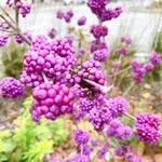 Callicarpa bodinieriOvoce