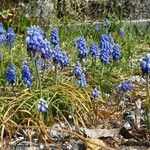 Muscari aucheri Kvet