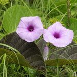 Argyreia hookeri Flower