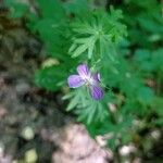 Geranium sanguineumKvět