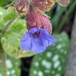 Pulmonaria affinis Квітка