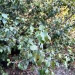 Prunus ilicifolia ഇല