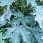 Acer macrophyllum葉