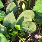 Ipomoea purpurea Fuelha