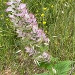 Salvia sclareaFlower