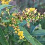 Solidago altissima Blüte