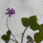 Hepatica nobilisبرگ