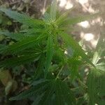 Cannabis sativaHostoa