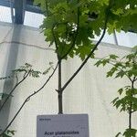 Acer platanoidesList