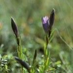 Gentiana pneumonanthe Alkat (teljes növény)