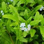 Myosotis scorpioidesFlower