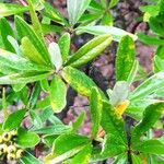 Pyracantha angustifolia Leaf