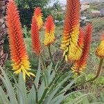 Aloe ferox Hábitos