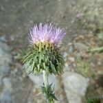 Carduus nigrescens Flower