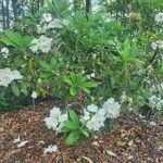 Rhododendron decorum Hábito