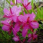 Epilobium fleischeri