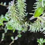 Salix caprea Fruit