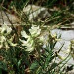 Astragalus australis अन्य