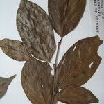 Casearia acuminata Інше