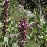 Pedicularis groenlandica Συνήθη χαρακτηριστικά