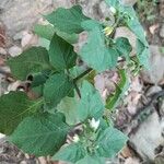 Solanum villosumLeaf