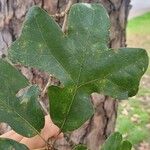 Quercus stellata Leaf