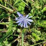 Cichorium endiviaFlower