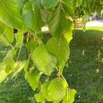 Fagus sylvaticaFrunză