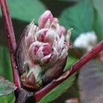 Viburnum × bodnantense Blomma