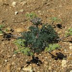 Lomatium mohavense Агульны выгляд