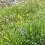 Galium verum Blomst