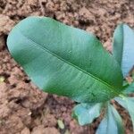 Garcinia mangostana Leaf