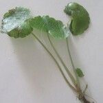 Chrysosplenium alternifolium ᱥᱟᱠᱟᱢ