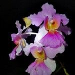 Papilionanthe teres Çiçek