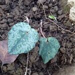 Cyclamen balearicum Leaf