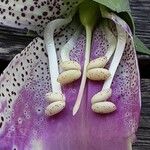 Digitalis thapsi Kwiat