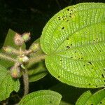 Miconia crenata Feuille