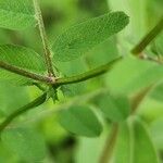 Vicia americana Kůra