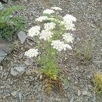Coristospermum lucidum Flower