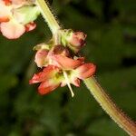 Scrophularia calliantha Flor