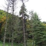 Pinus leucodermis Mosusu
