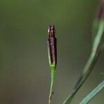 Pectis linifolia Фрукт